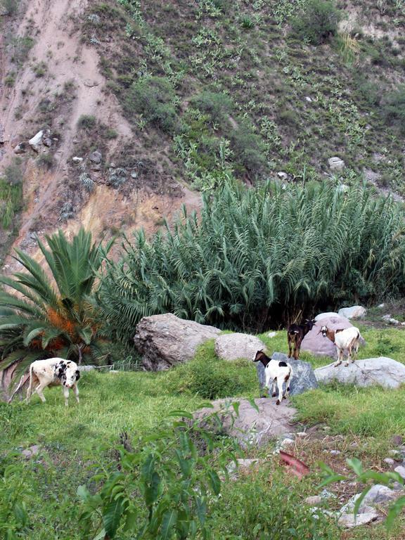 Oasis Paraiso Ecolodge Cabanaconde Dış mekan fotoğraf