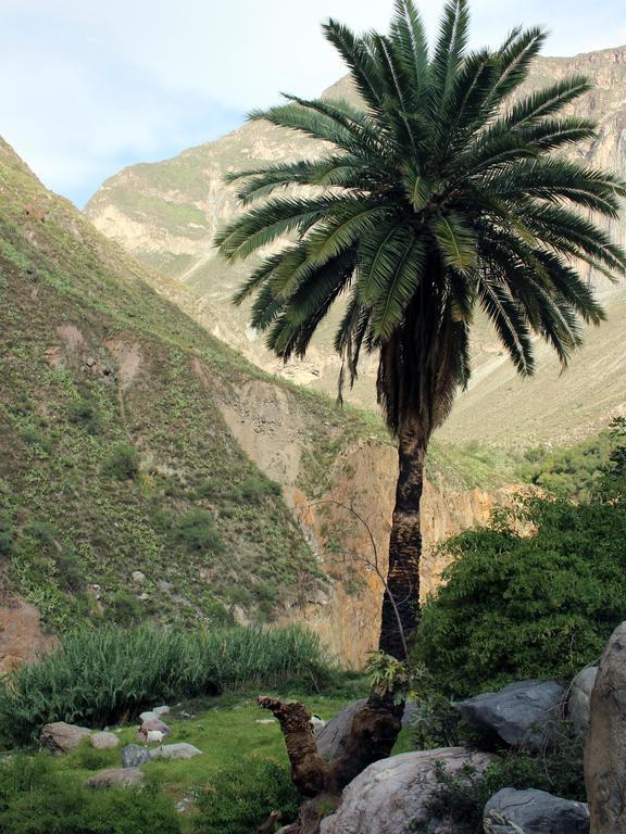 Oasis Paraiso Ecolodge Cabanaconde Dış mekan fotoğraf